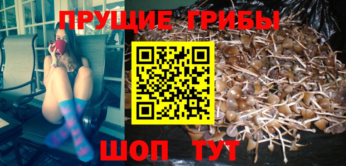 Псилоцибиновые грибы прущие грибы Анапа